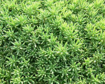 Rozchodník španělský