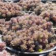 Rozchodník španělský - Sedum hispanicum