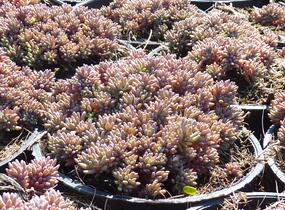 Rozchodník španělský - Sedum hispanicum