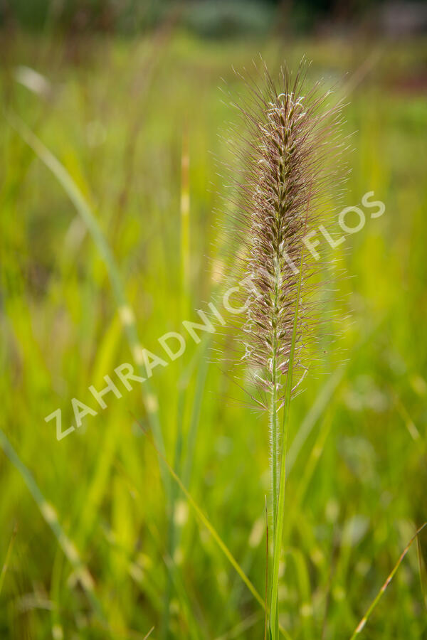 Dochan psárkovitý 'Japonicum' - Pennisetum alopecuroides 'Japonicum'