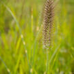 Dochan psárkovitý 'Japonicum' - Pennisetum alopecuroides 'Japonicum'