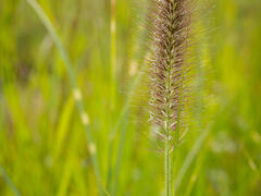 Dochan psárkovitý 'Japonicum' - Pennisetum alopecuroides 'Japonicum'