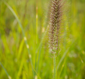 Dochan psárkovitý 'Japonicum' - Pennisetum alopecuroides 'Japonicum'