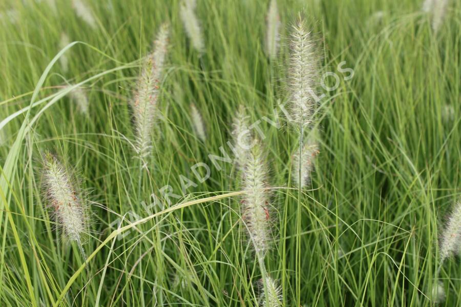 Dochan psárkovitý 'Japonicum' - Pennisetum alopecuroides 'Japonicum'