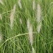 Dochan psárkovitý 'Japonicum' - Pennisetum alopecuroides 'Japonicum'