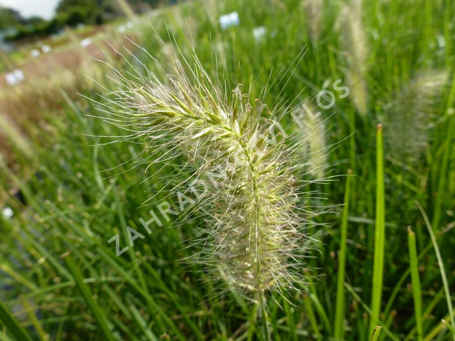 Dochan psárkovitý 'Japonicum' - Pennisetum alopecuroides 'Japonicum'