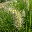 Dochan psárkovitý 'Japonicum' - Pennisetum alopecuroides 'Japonicum'