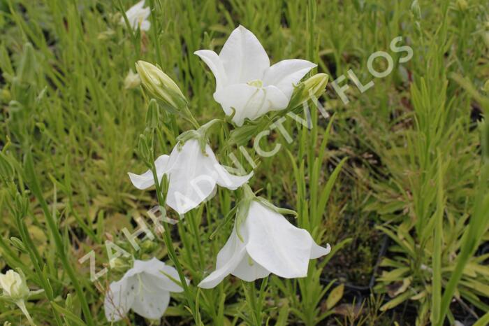 Zvonek broskvolistý 'Takion White' - Campanula persicifolia 'Takion White'