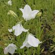 Zvonek broskvolistý 'Takion White' - Campanula persicifolia 'Takion White'