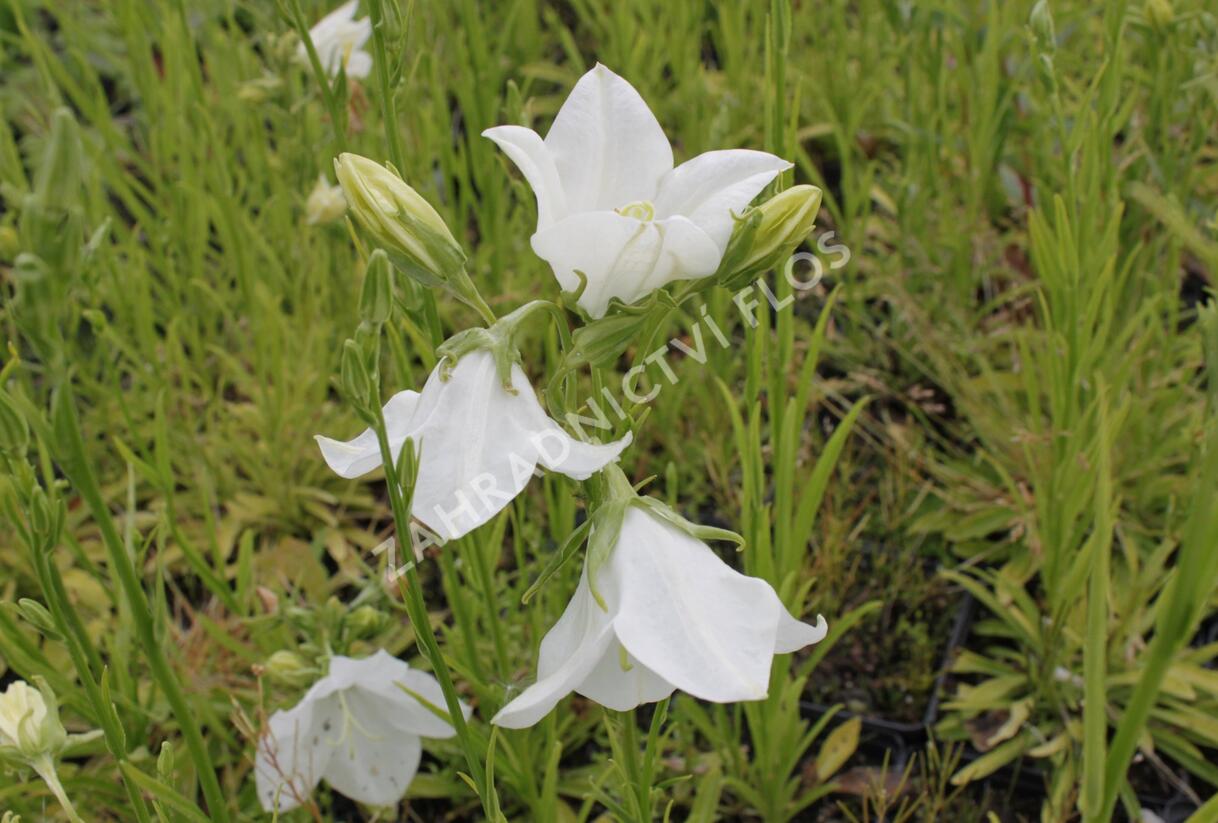 Zvonek broskvolistý 'Takion White' - Campanula persicifolia 'Takion White'