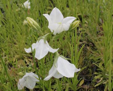 Zvonek broskvolistý 'Takion White'