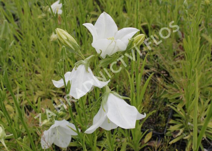 Zvonek broskvolistý 'Takion White' - Campanula persicifolia 'Takion White'