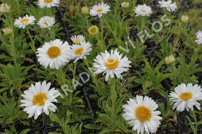 Hvězdnice alpská 'Beauty White' - Aster alpinus 'Beauty White'