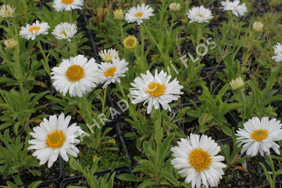 Hvězdnice alpská 'Beauty White' - Aster alpinus 'Beauty White'