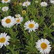 Hvězdnice alpská 'Beauty White' - Aster alpinus 'Beauty White'