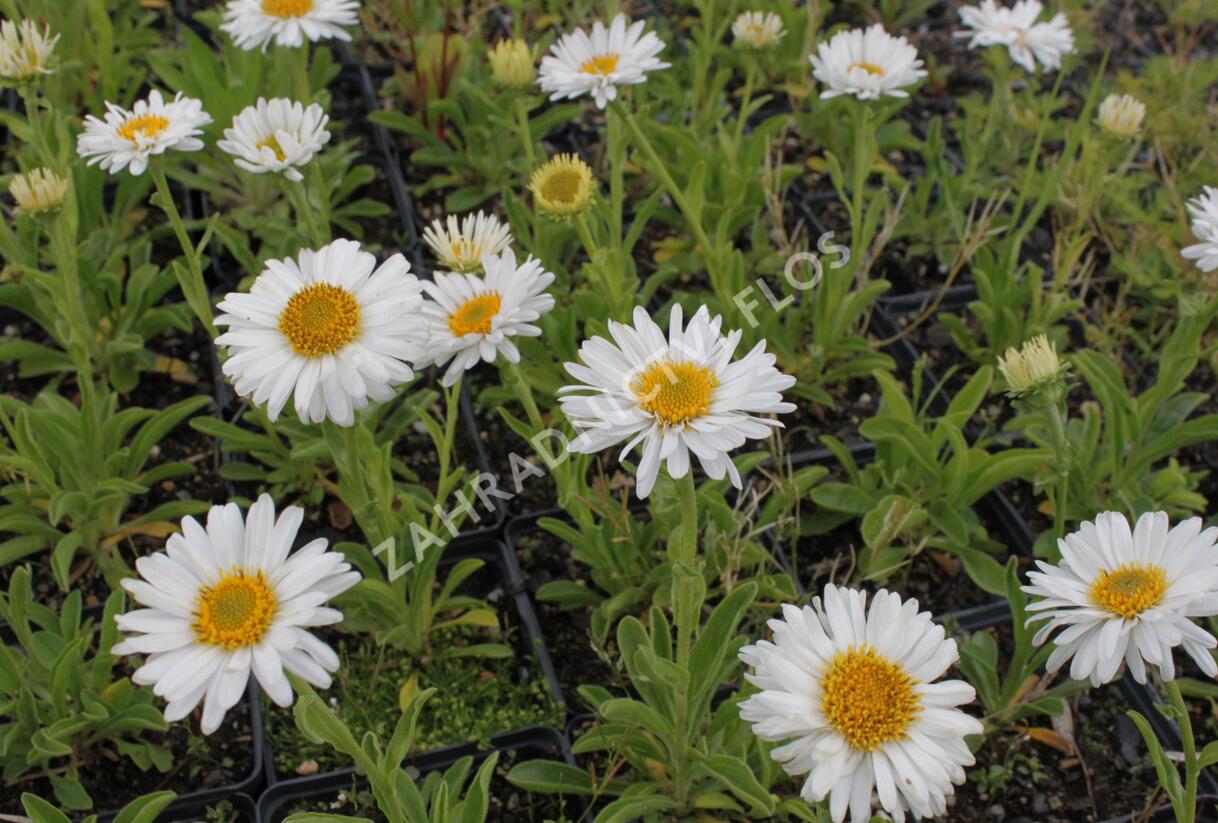 Hvězdnice alpská 'Beauty White' - Aster alpinus 'Beauty White'