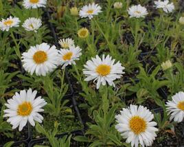 Hvězdnice alpská 'Beauty White'