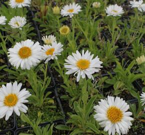 Hvězdnice alpská 'Beauty White' - Aster alpinus 'Beauty White'