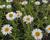 Hvězdnice alpská 'Beauty White'