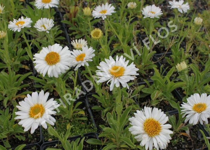 Hvězdnice alpská 'Beauty White' - Aster alpinus 'Beauty White'