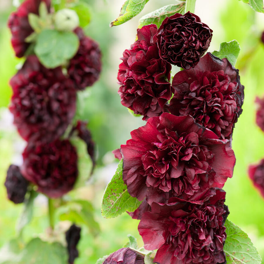 Topolovka růžová 'Chater's Violet' - Alcea rosea plena 'Chater's Violet'