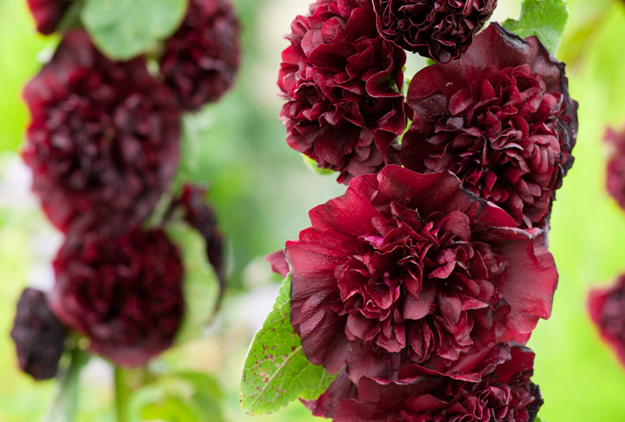 Topolovka růžová 'Chater's Violet' - Alcea rosea plena 'Chater's Violet'