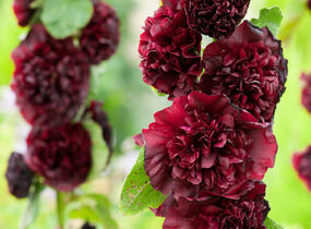 Topolovka růžová 'Chater's Violet' - Alcea rosea plena 'Chater's Violet'