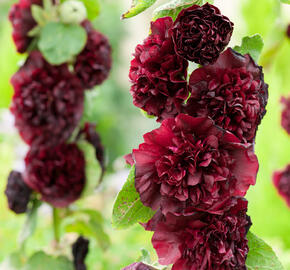 Topolovka růžová 'Chater's Violet' - Alcea rosea plena 'Chater's Violet'