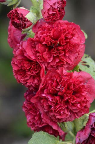 Topolovka růžová 'Chater's Scarlet' - Alcea rosea plena 'Chater's Scarlet'