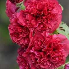 Topolovka růžová 'Chater's Scarlet' - Alcea rosea plena 'Chater's Scarlet'