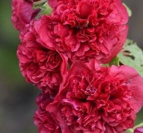 Topolovka růžová 'Chater's Scarlet' - Alcea rosea plena 'Chater's Scarlet'