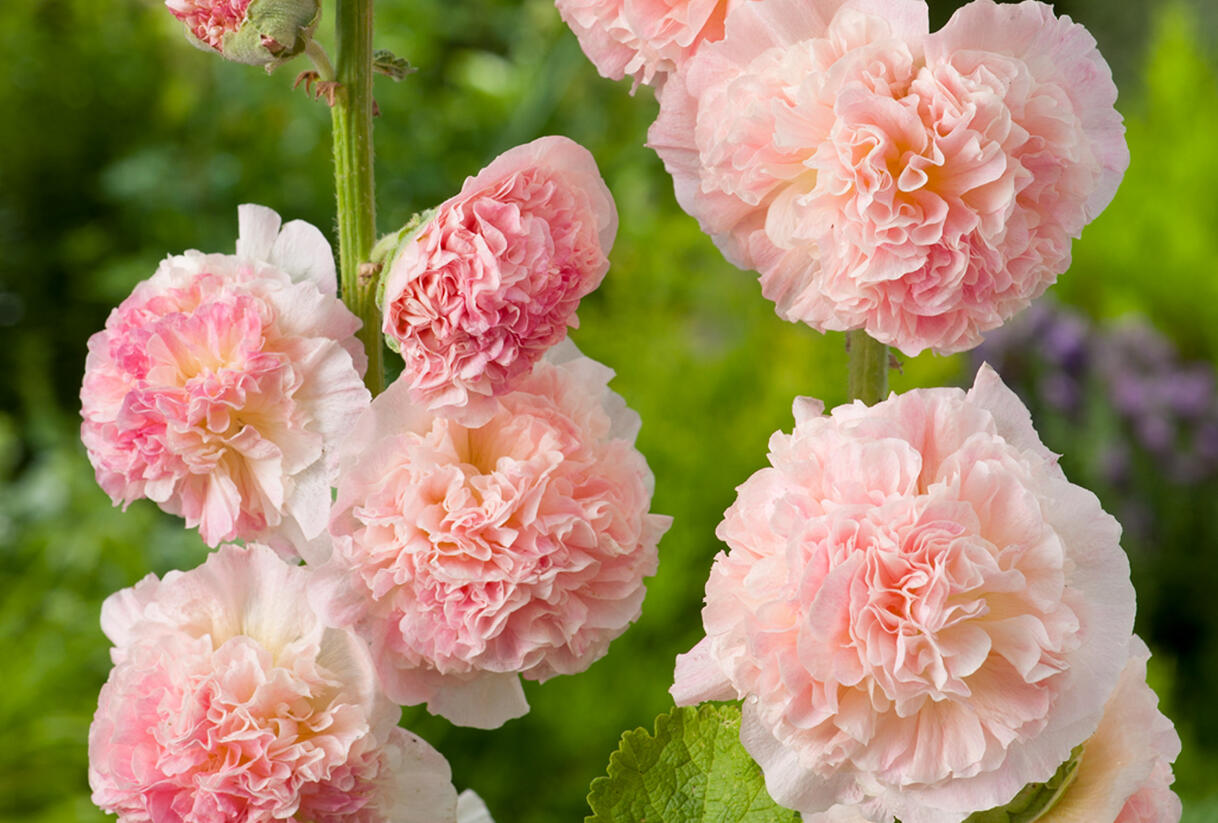 Topolovka růžová 'Chater's Apricot' - Alcea rosea plena 'Chater's Apricot'