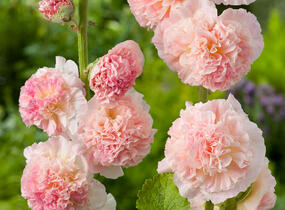 Topolovka růžová 'Chater's Apricot' - Alcea rosea plena 'Chater's Apricot'