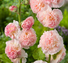 Topolovka růžová 'Chater's Apricot' - Alcea rosea plena 'Chater's Apricot'