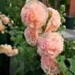 Topolovka růžová 'Chater's Apricot' - Alcea rosea plena 'Chater's Apricot'