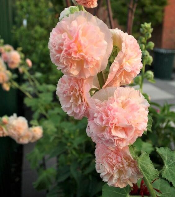 Topolovka růžová 'Chater's Apricot' - Alcea rosea plena 'Chater's Apricot'