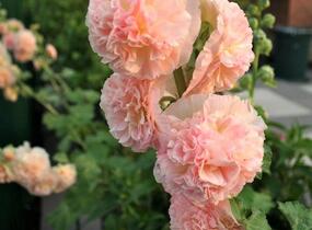 Topolovka růžová 'Chater's Apricot' - Alcea rosea plena 'Chater's Apricot'