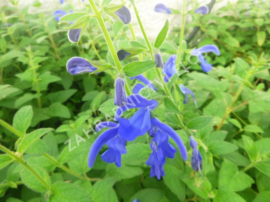 Šalvěj otevřená 'Oceana' - Salvia patens 'Oceana'