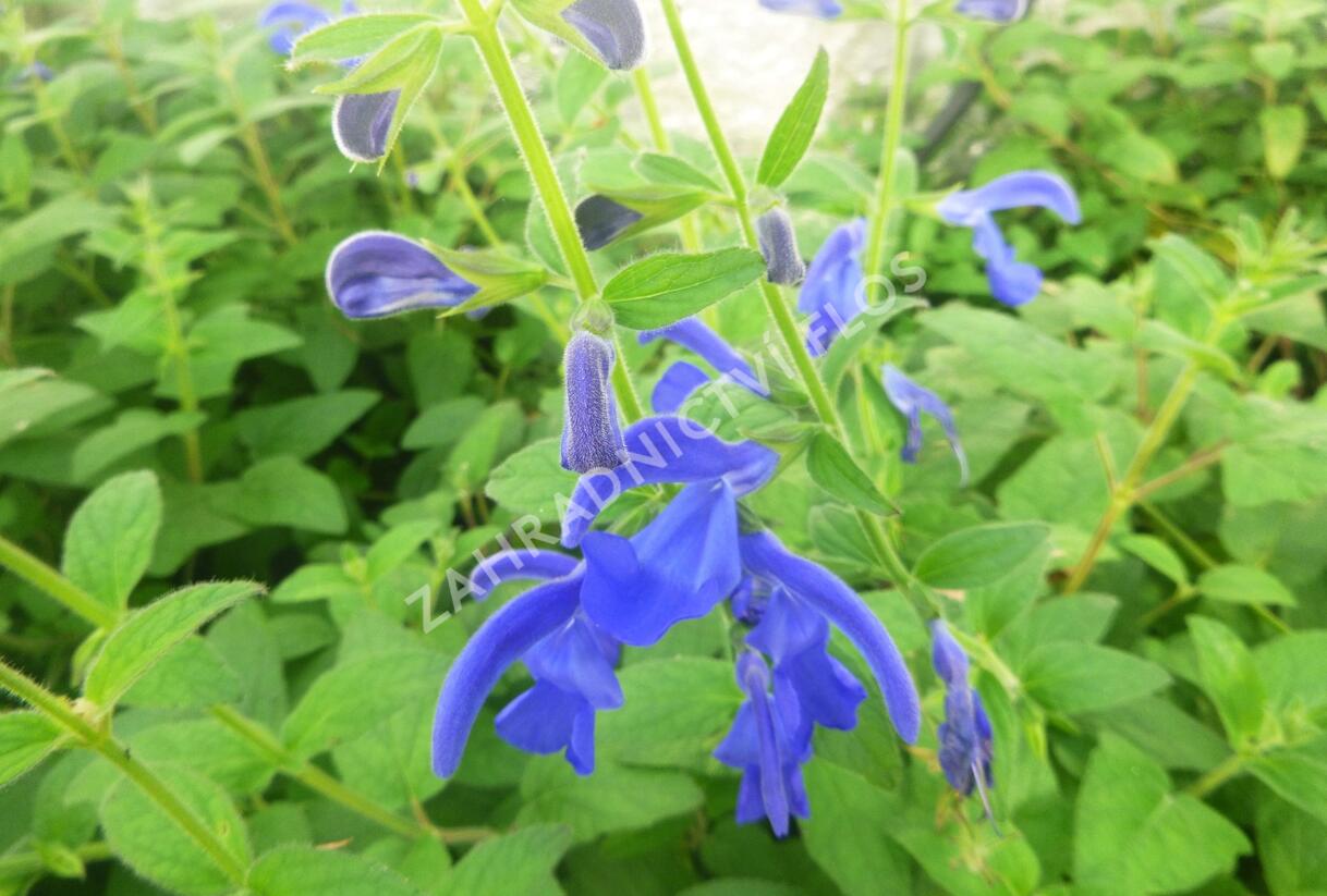Šalvěj otevřená 'Oceana' - Salvia patens 'Oceana'