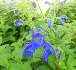Šalvěj otevřená 'Oceana' - Salvia patens 'Oceana'