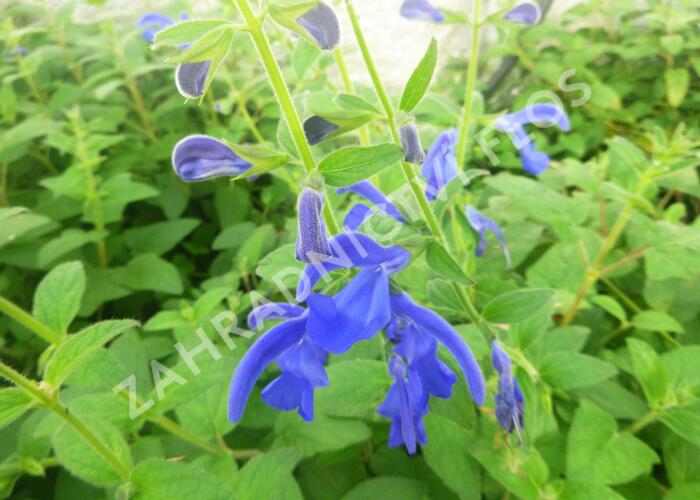 Šalvěj otevřená 'Oceana' - Salvia patens 'Oceana'