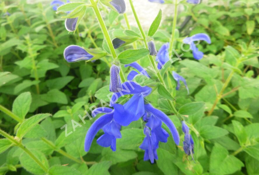 Šalvěj otevřená 'Oceana' - Salvia patens 'Oceana'