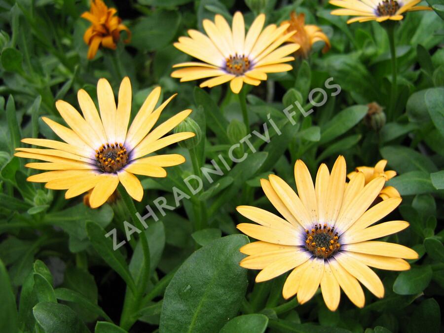 Dvoutvárka 'Cape Daisy Yellow Halo' - Osteospermum ecklonis 'Cape Daisy Yellow Halo'