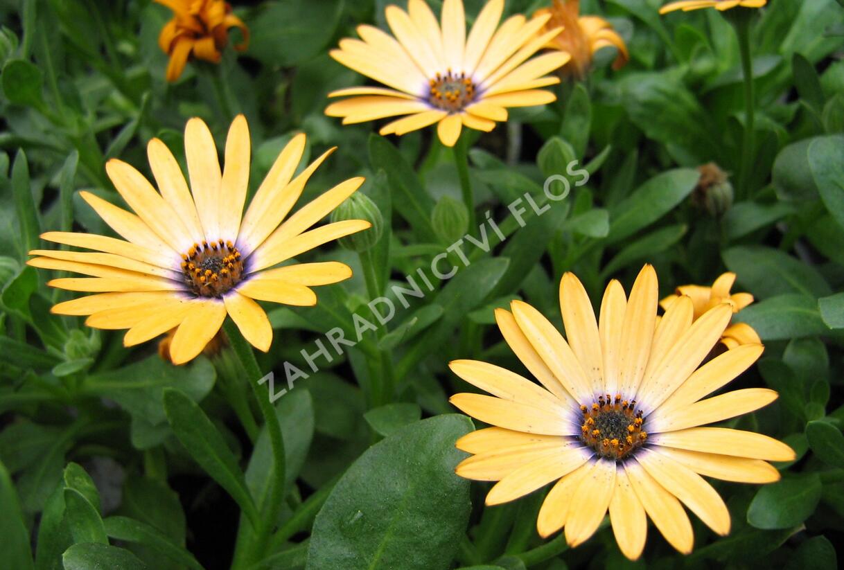 Dvoutvárka 'Cape Daisy Yellow Halo' - Osteospermum ecklonis 'Cape Daisy Yellow Halo'
