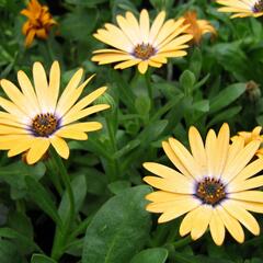Dvoutvárka 'Cape Daisy Yellow Halo' - Osteospermum ecklonis 'Cape Daisy Yellow Halo'