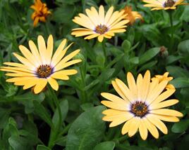 Dvoutvárka 'Cape Daisy Yellow Halo'