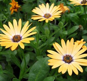 Dvoutvárka 'Cape Daisy Yellow Halo' - Osteospermum ecklonis 'Cape Daisy Yellow Halo'