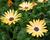 Dvoutvárka 'Cape Daisy Yellow Halo'