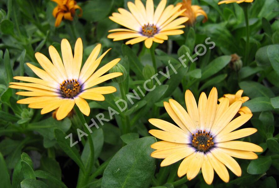 Dvoutvárka 'Cape Daisy Yellow Halo' - Osteospermum ecklonis 'Cape Daisy Yellow Halo'