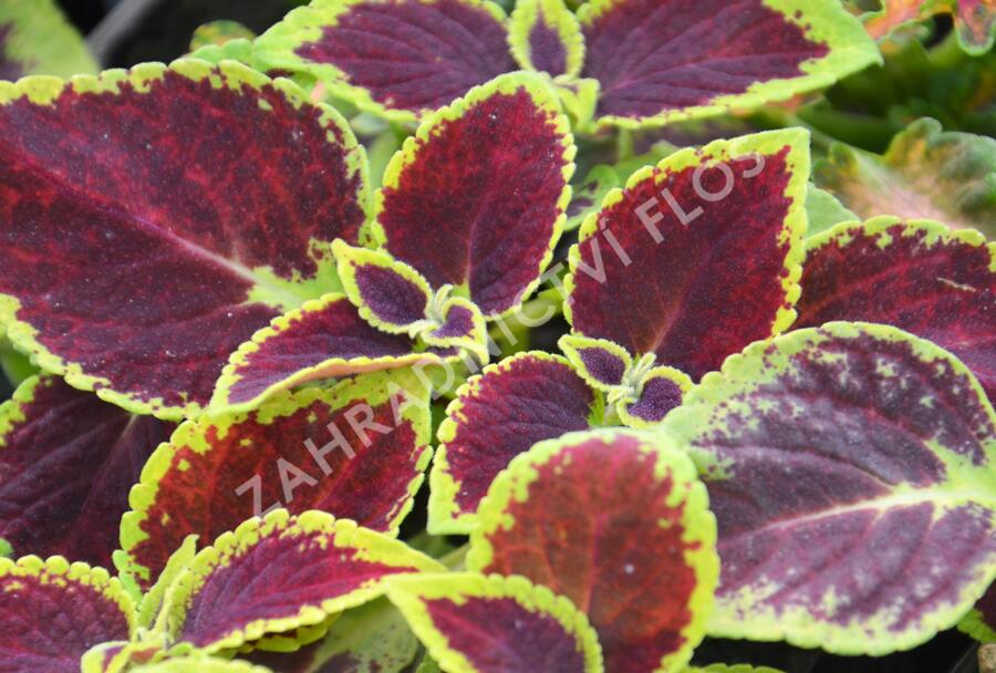 Pochvatec, Pokojová kopřiva 'Mosaic Burgundy Velvet' - Coleus blumei 'Mosaic Burgundy Velvet'